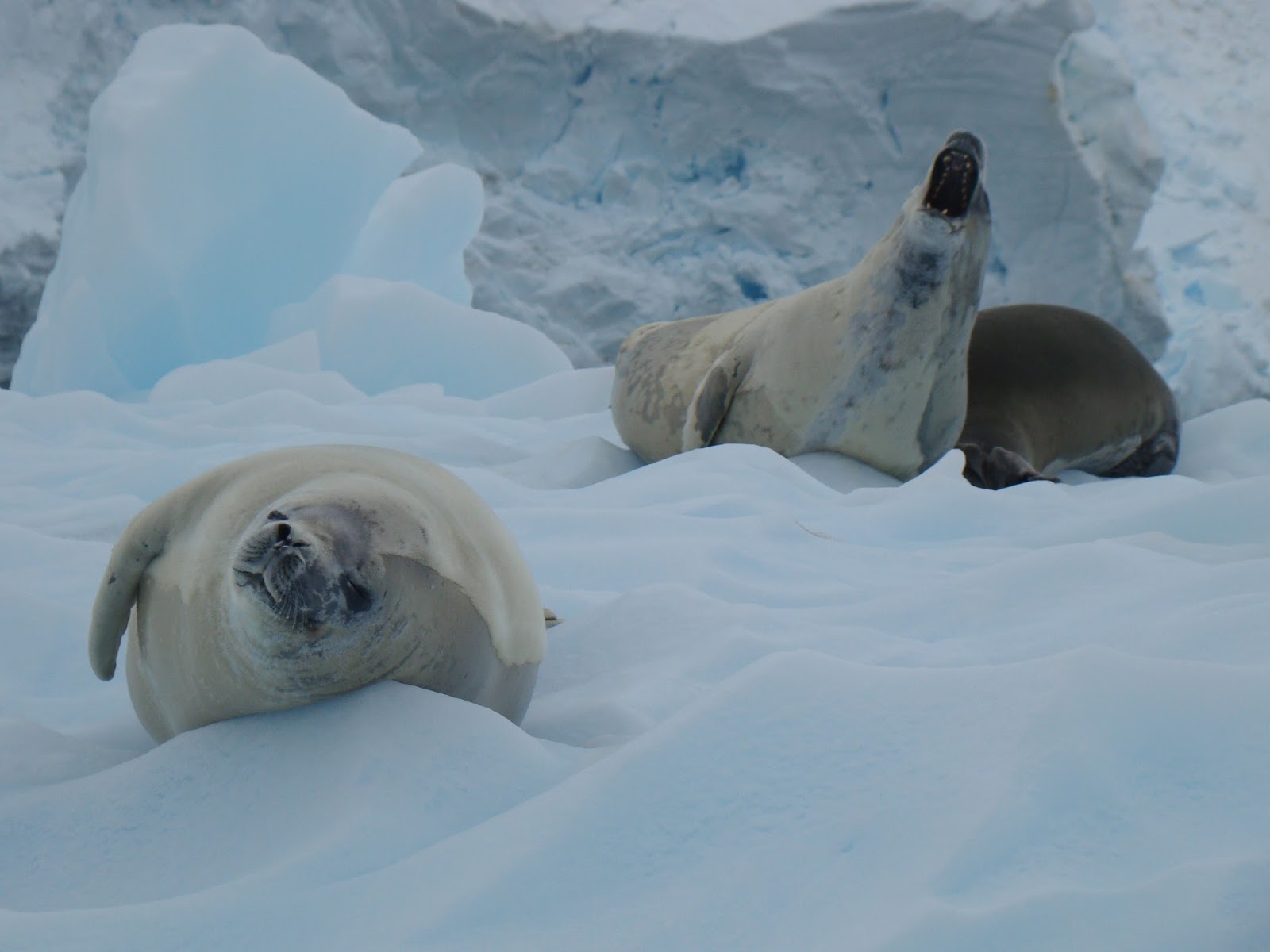 antarctica-eyewitness-antarctic-animal-photography-videos