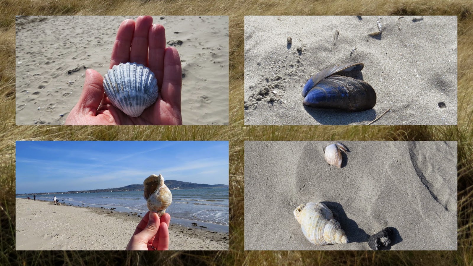 Seashells on the beach - North Bull Island
