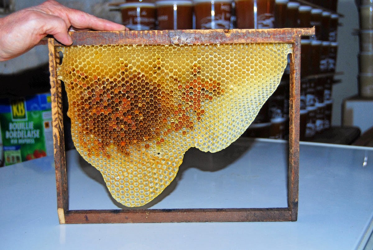 French wildlife and beekeeping Waxing frames for bee hives.