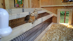 coop chicken clean cleaning easy chicks coops barns horse run under much maintenance anyway quick happy customer