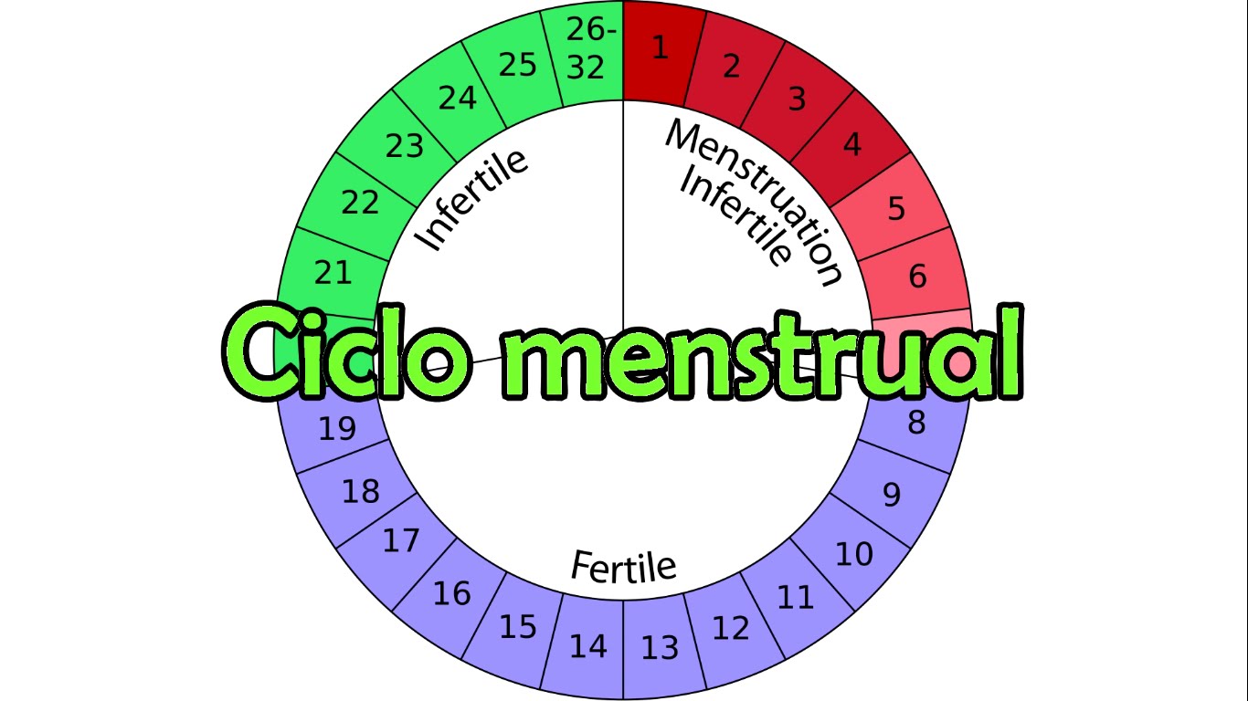 ciclo mestrual