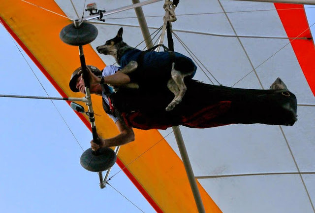 El perro volador que curó a su dueño la ansiedad