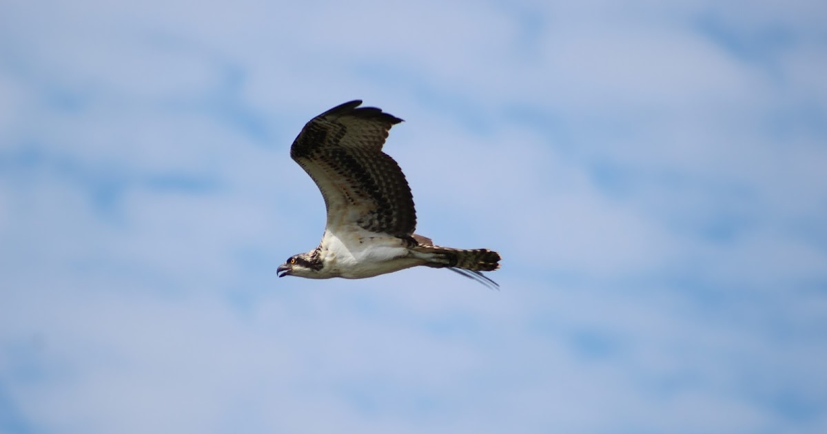 Focus on Creation: Ospray