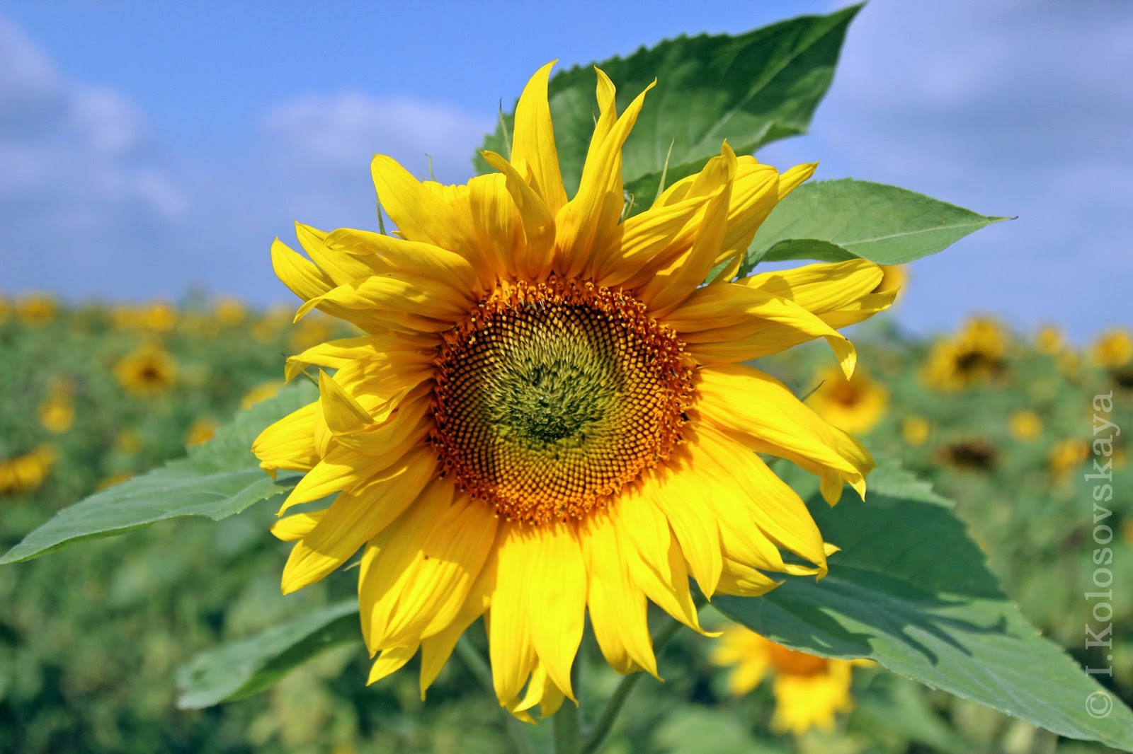 5 sentences about sunflower picture