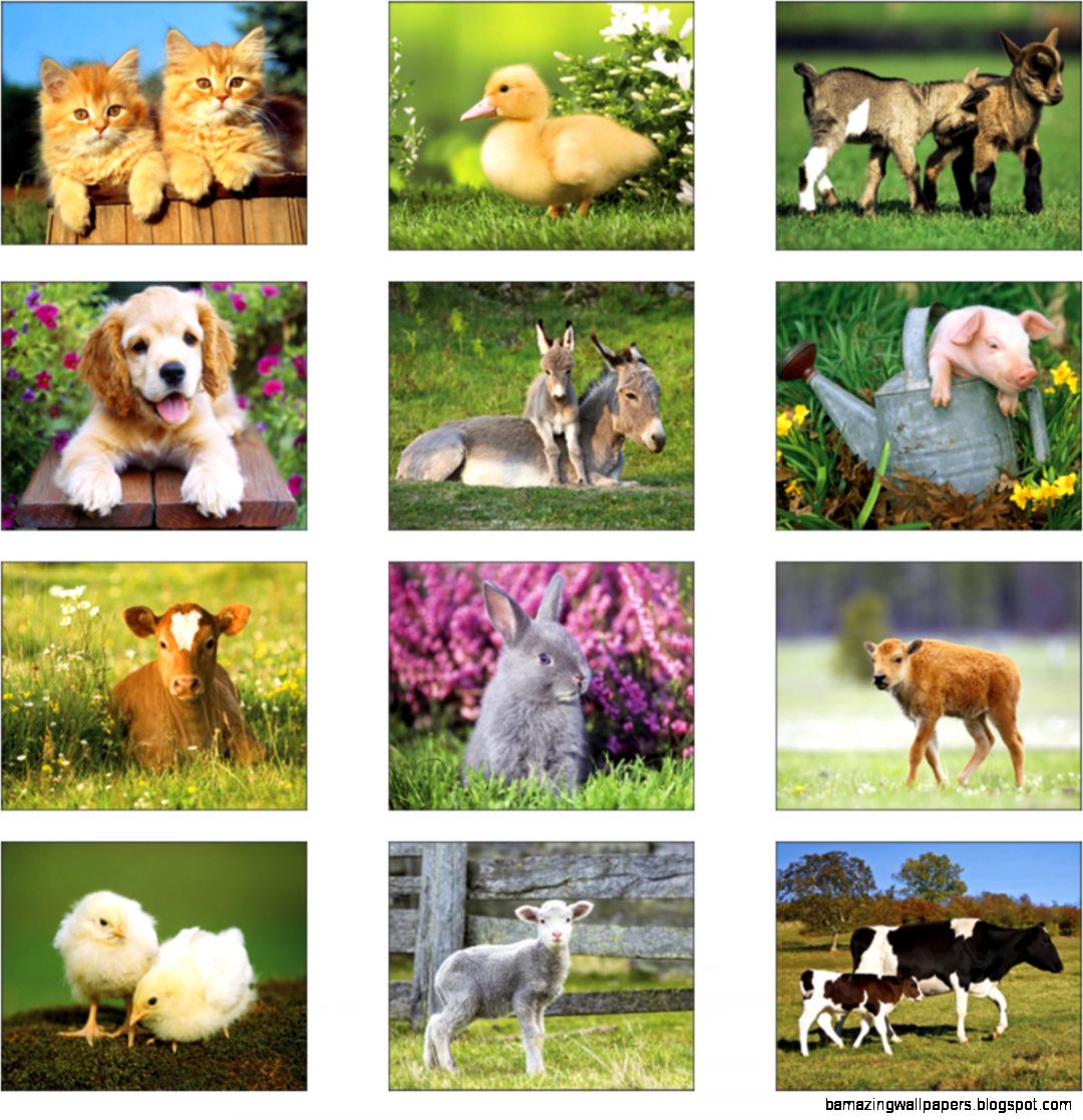 Animal mums. Фотопечать животные фермы. Бумажные животные фермы. Животные фермы картинки для детей. Baby Farm animals.