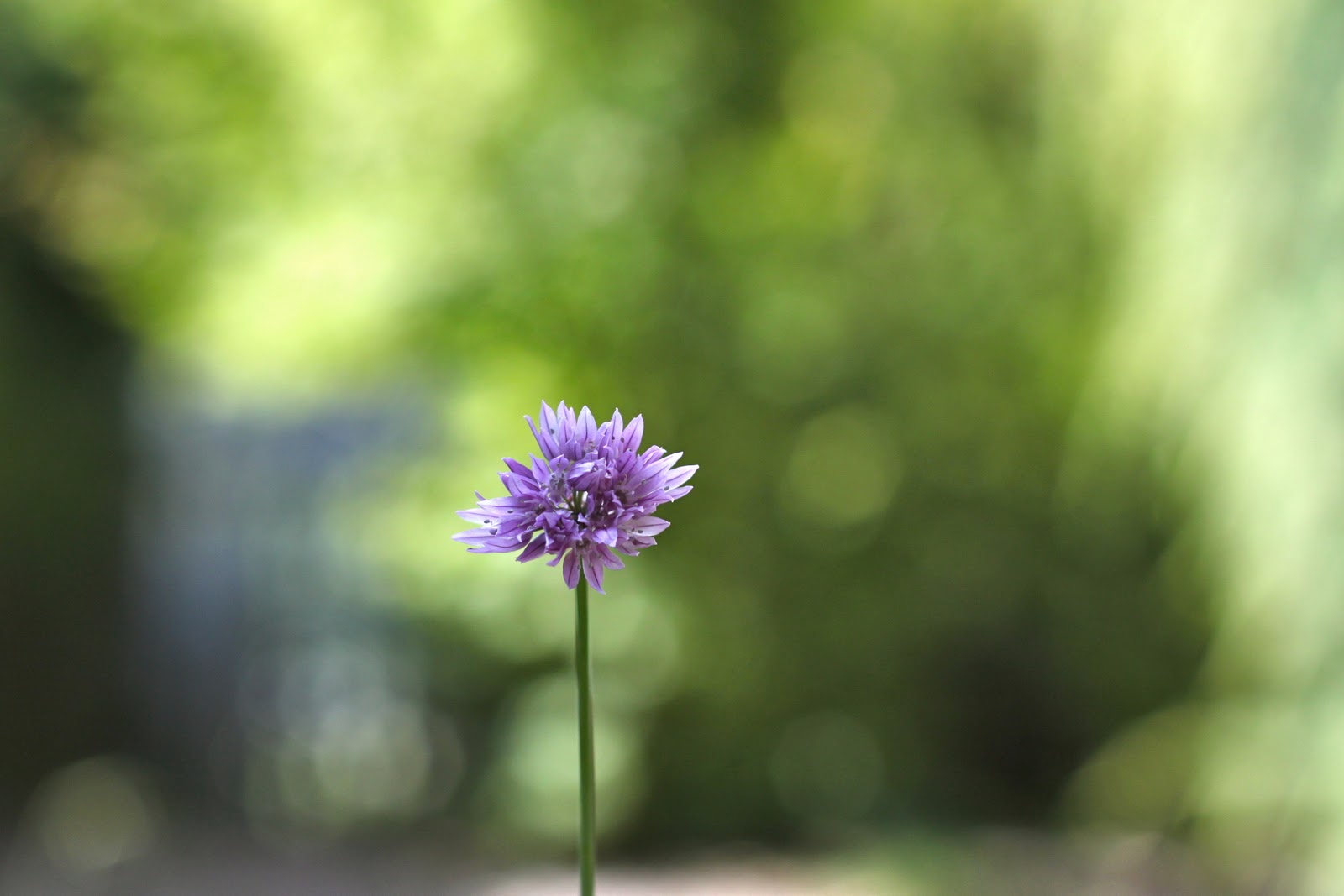 ..typically red: Chive