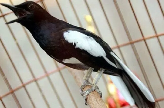 17++ Foto burung kicauan terupdate