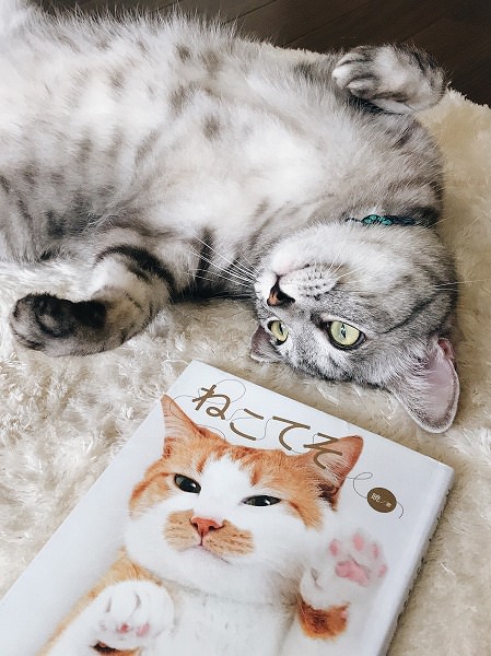 猫の手相本「ねこてそ」と寝っ転がってるサバトラ猫