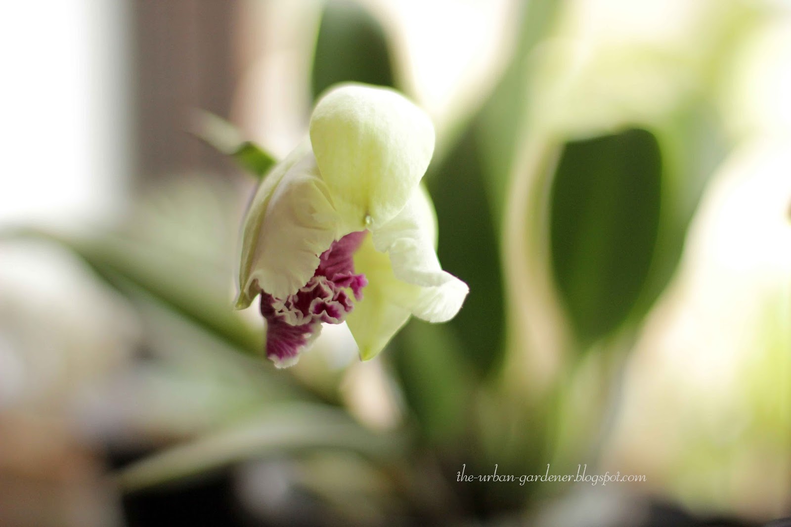 The Urban Gardener Growing orchids in the city