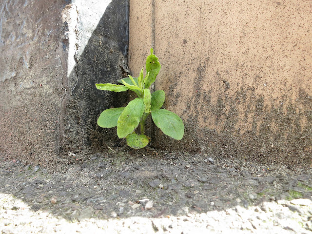 Little green plant  in corner of step spattered with dust from street.