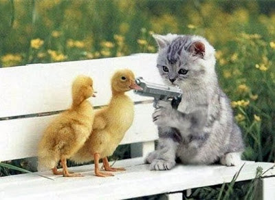 Kitten Ducks Gun
