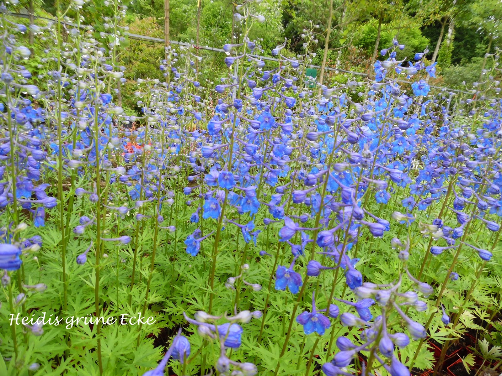 Heidis Grune Ecke Besuch In Meiner Staudengartnerei Teil Ii