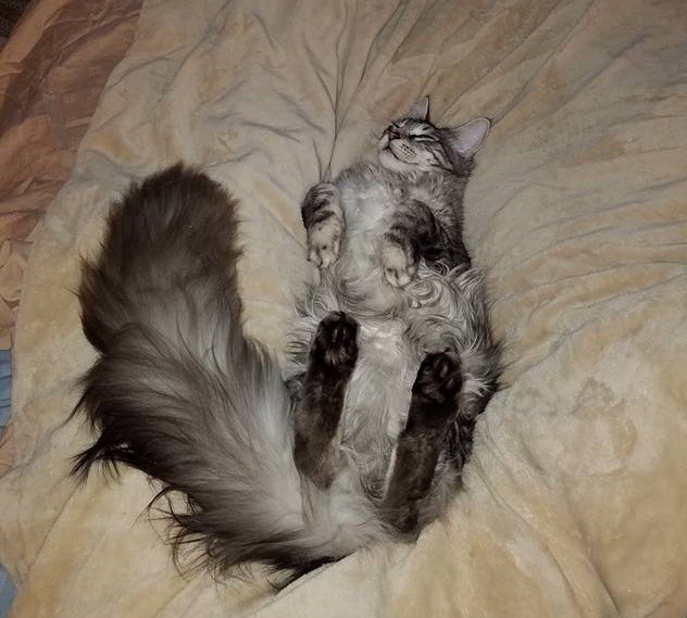 Сигнус - кот с самым длинными хвостом