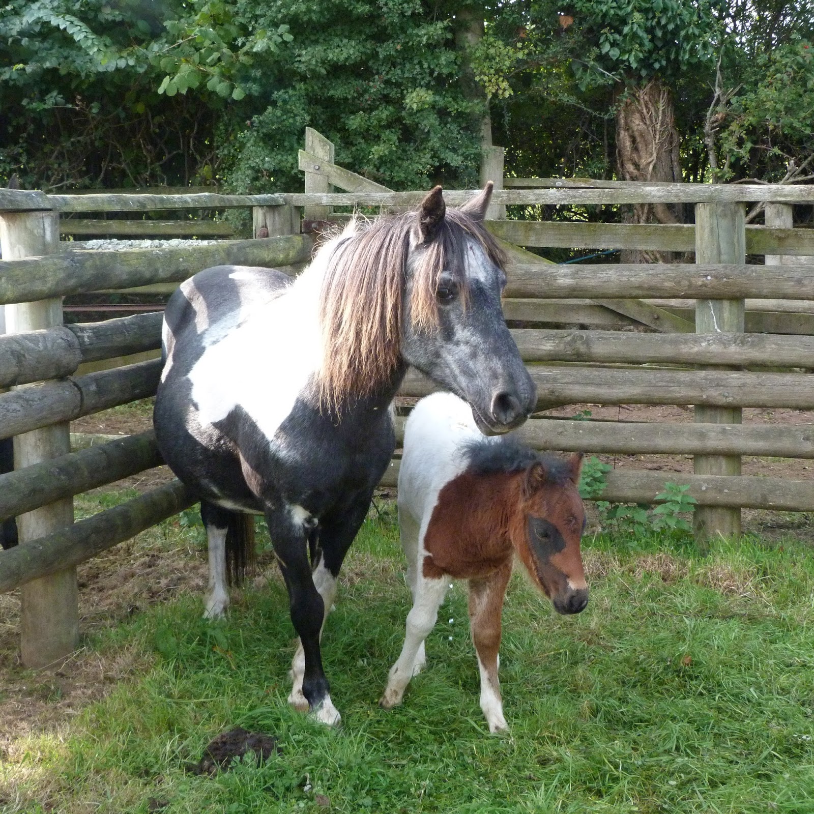 people4ponies blog Chagford Dartmoor Pony Sale