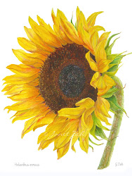 sunflower botanical watercolor flower painting paintings yellow helianthus drawings floral oil prints sunflowers flowers sun watercolour annuus zeh janet paper