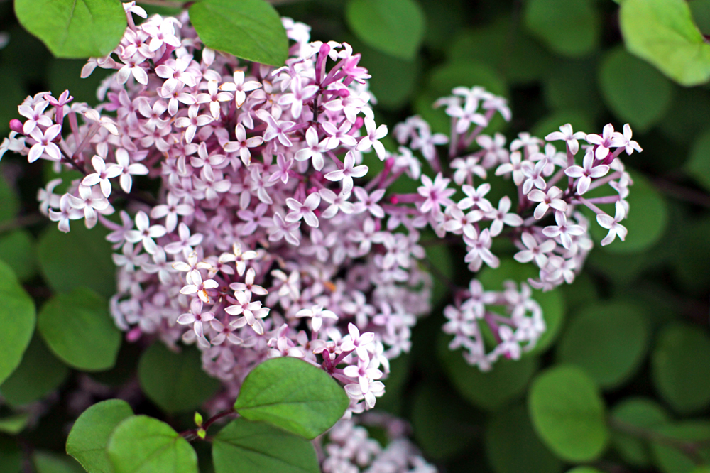 Lilac flowers in British spring - UK lifestyle blog