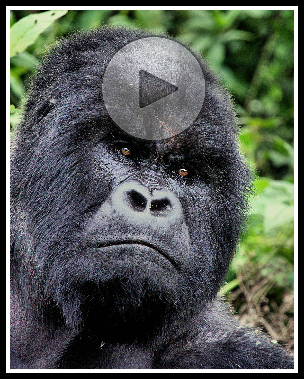 VIDEO: Gorila Trekking en Ruanda