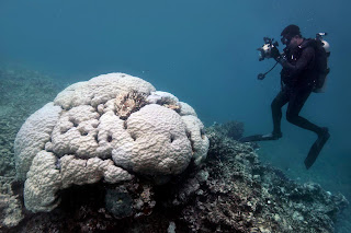 great barrier reef coral bleaching
