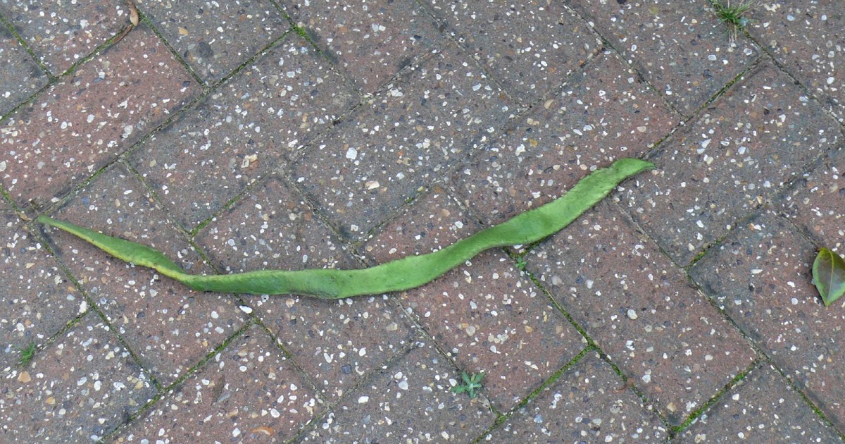 Old Git Longest Runner Bean and other entries.