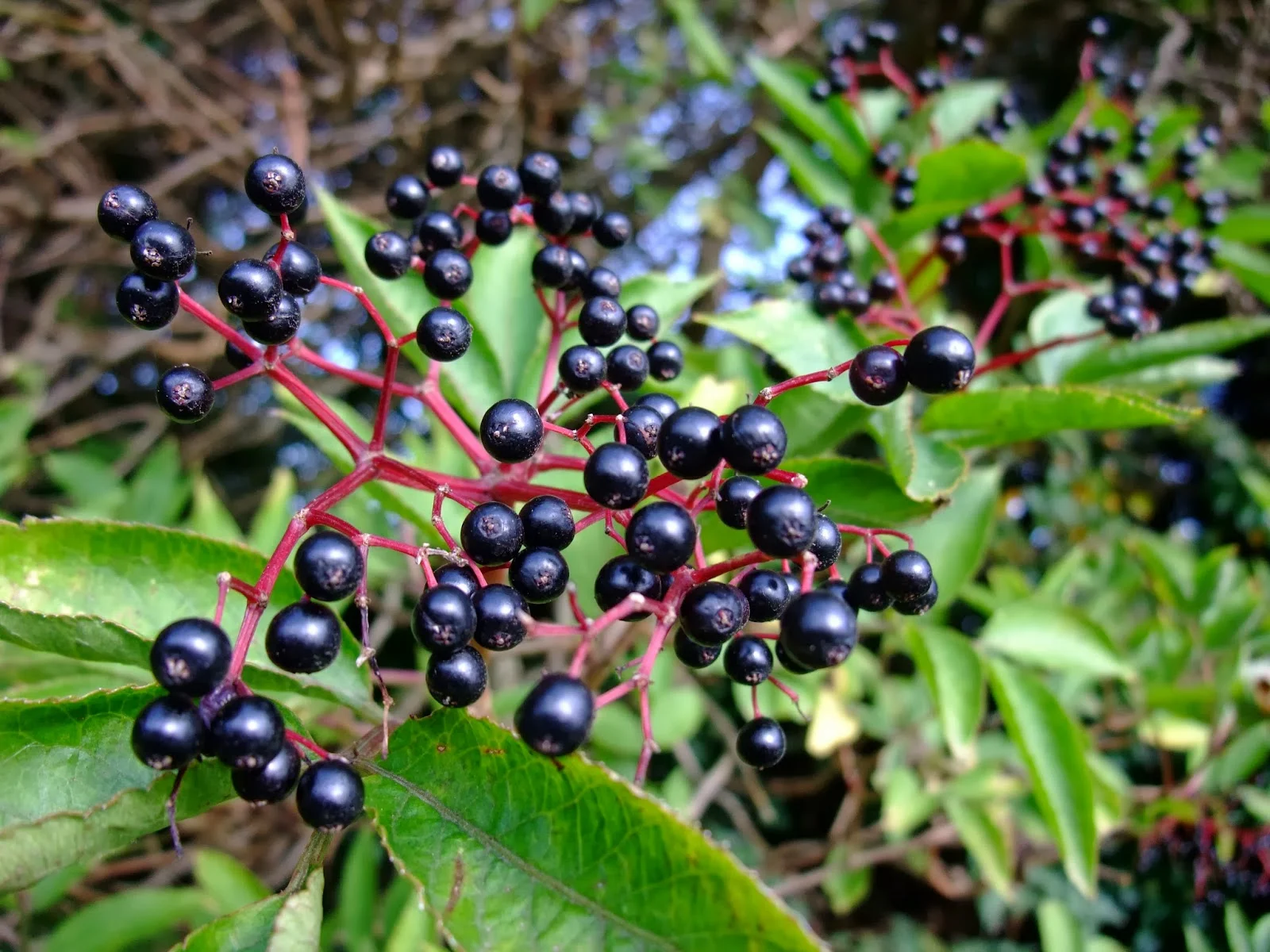 Spectacular Elderberry Gummy Recipe Moment for Mobile