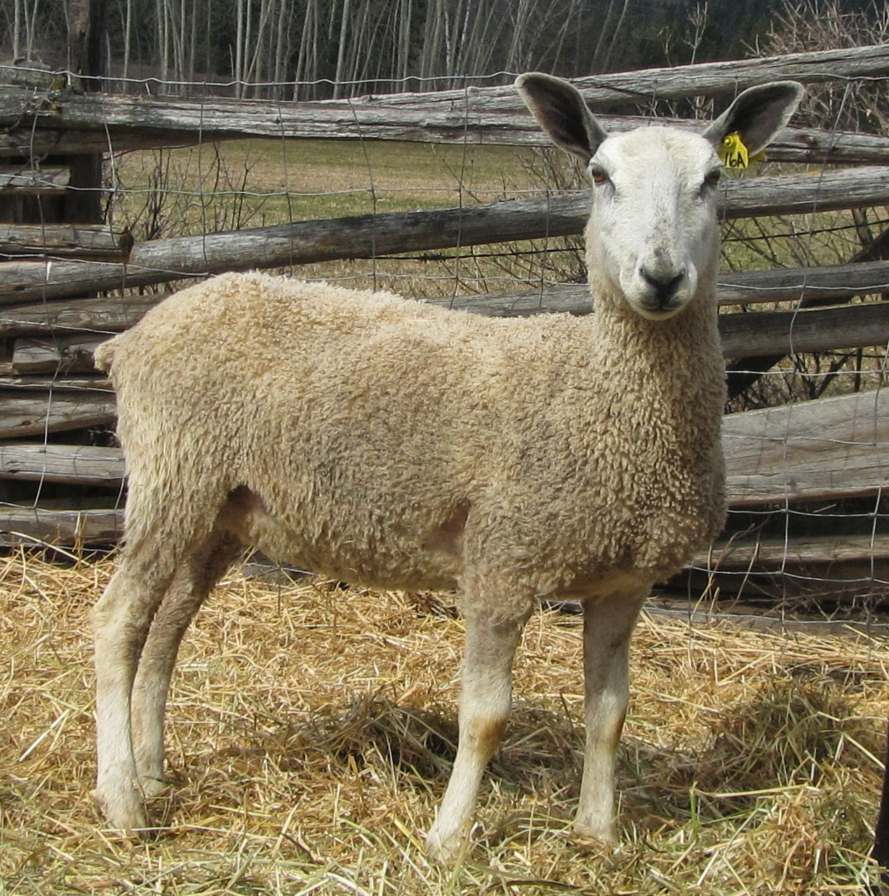 Ranfurly Farm Gotland Sheep 2014 Registered Animals for Sale