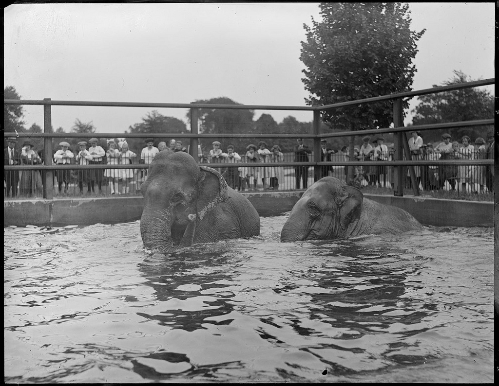 The Circus "NO SPIN ZONE": Franklin Park Zoo Elephants--Molly, Waddy, Tony