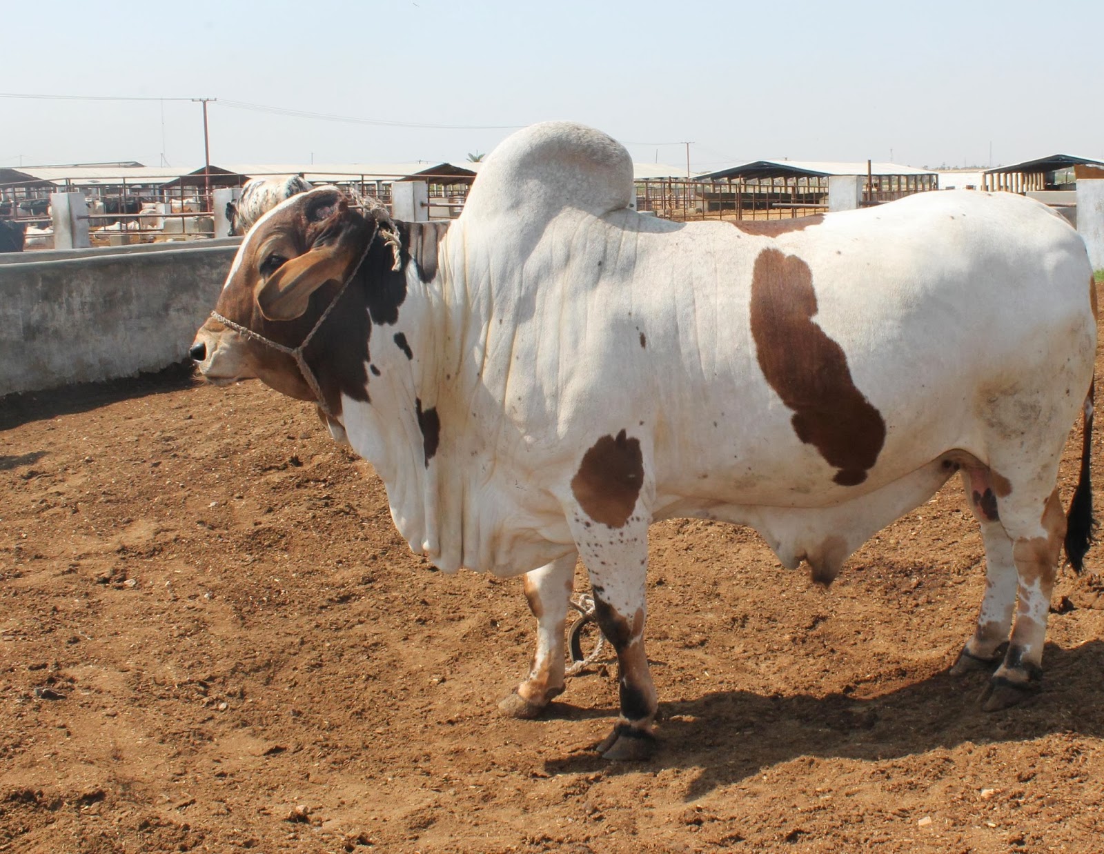 All 4u HD Wallpaper Free Download : Bakra Eid Cow Qurbani Wallpapers