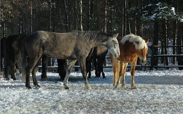 Paarden in de sneeuw in de winter