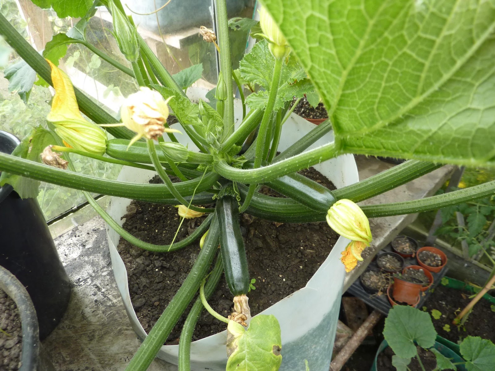 Supersupergirl's Food Reviews Courgettes with flowers