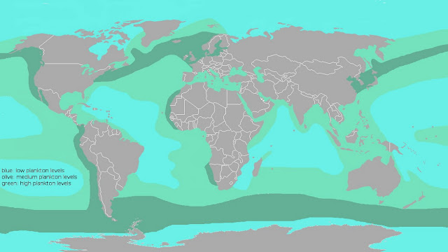 Карта распределения планктона в Мировом океане