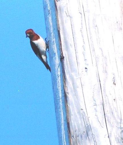birds in the yard: Woodpeckers