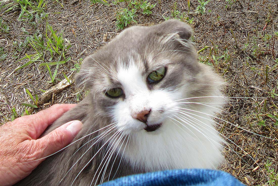 The Best Little Cat House In South Dakota Moving with Mitchell
