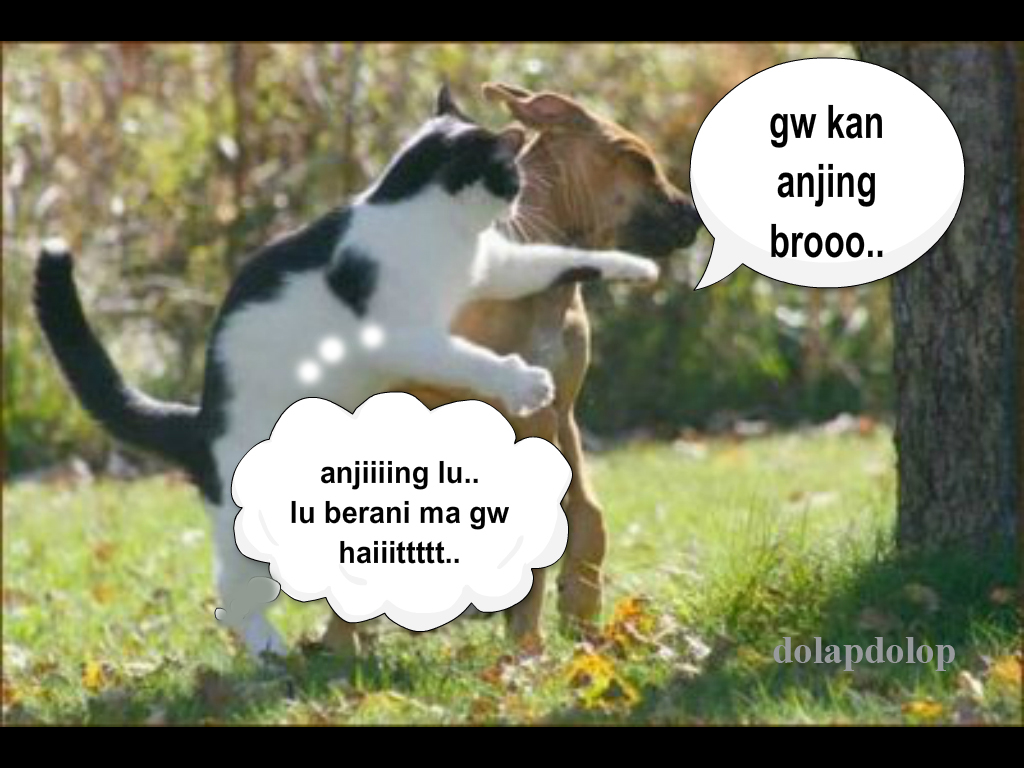 anjing vs kucing fight fun | photo lucu - dolapdolop | kumpulan puisi ...