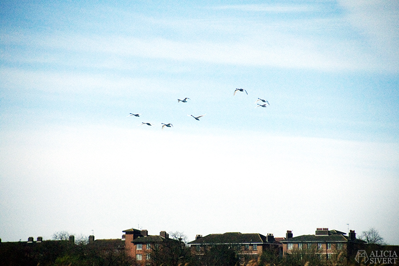 Flying swans, photo by Alicia Sivertsson.