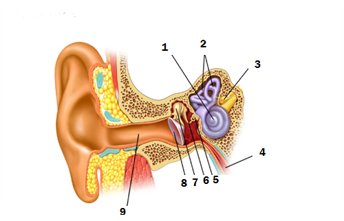 Pelajaran ipa kelas 4 sd tentang telinga