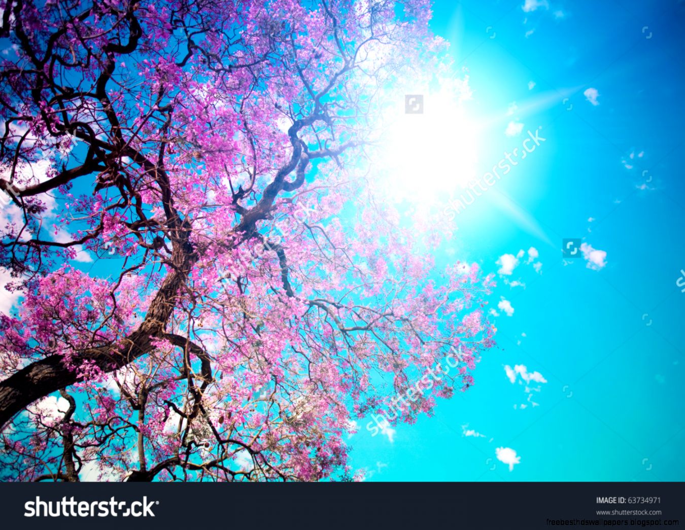Sunny Spring Day Stock Photo 63734971  Shutterstock