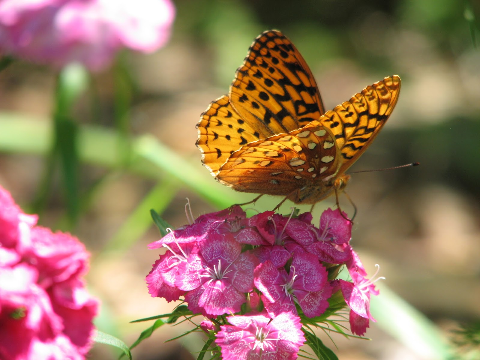 Vermont Butterfly Photos Great Spangled (Cybelle) & Aphrodite