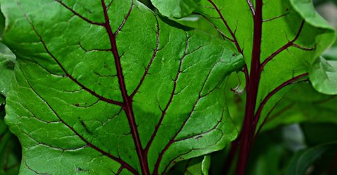Esta Hoja es uno de los principales aliados para prevenir el Alzheimer y la Anemia. Te decimos cómo usarla correctamente Esta Hoja es uno de los principales aliados para prevenir el Alzheimer y la Anemia. Te decimos cómo usarla correctamente