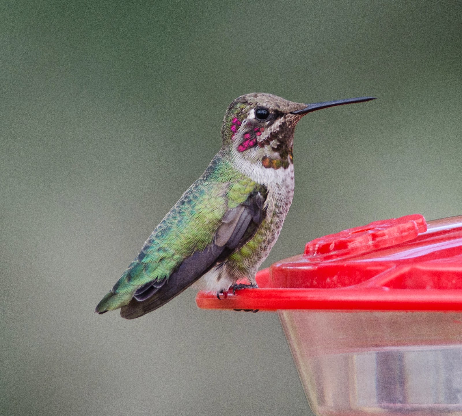 Gordon's Birding Adventures Hummingbirds in Arizona