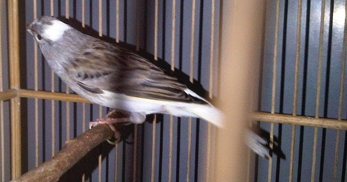 Gambar Burung Kenari Starblue Jambul