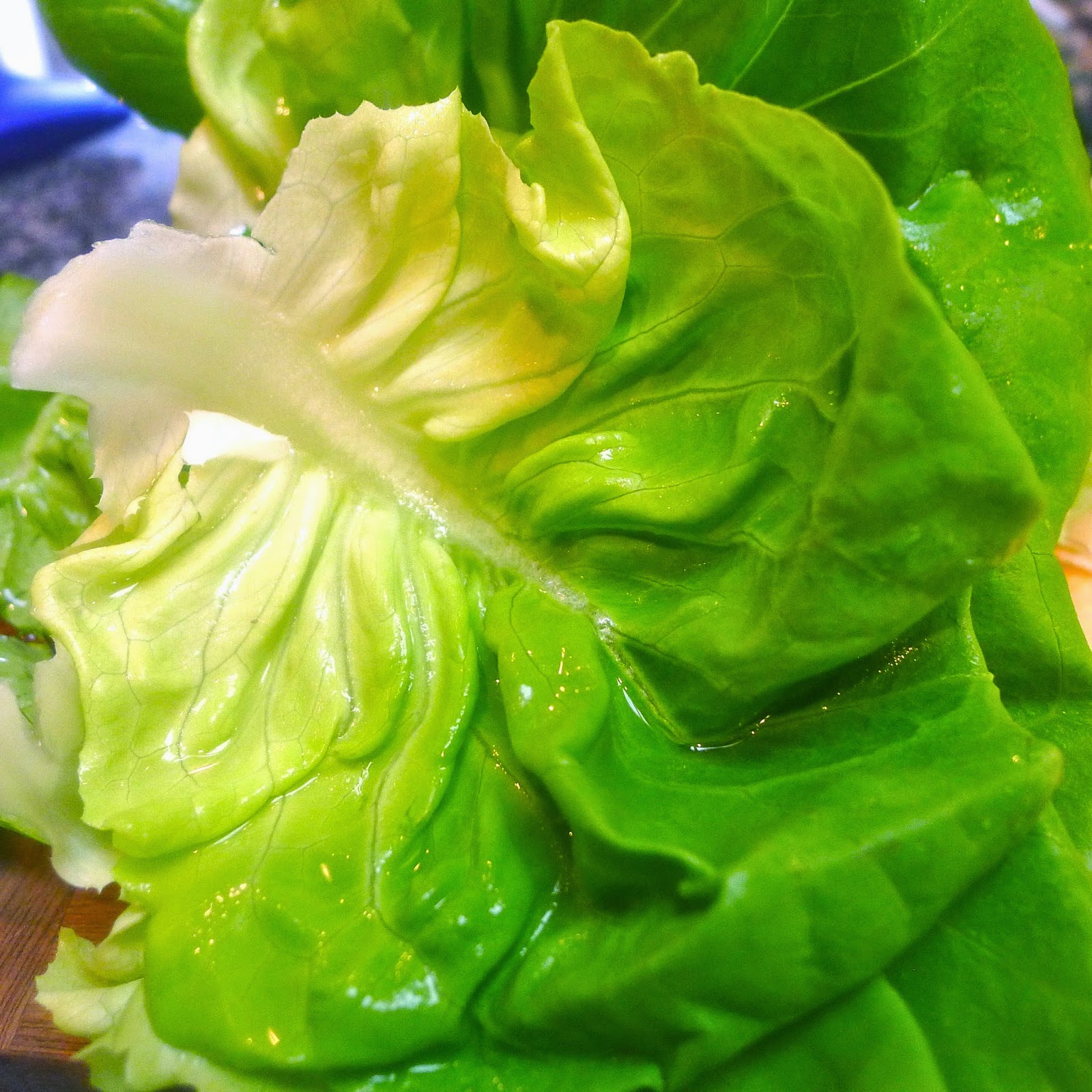 newFOOD tuesdayz Fennel, Radish and Butter Lettuce Salad with Zesty