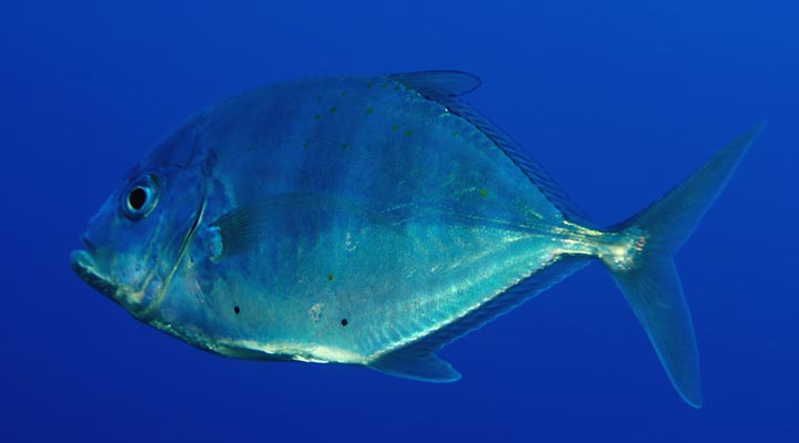 Jenis - Jenis Ikan Air Laut Ekonomis Pentin [Bagian 2 ...