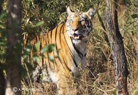 India. En busca del Tigre