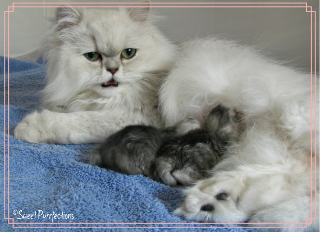 Chloe with kittens - 1st photo