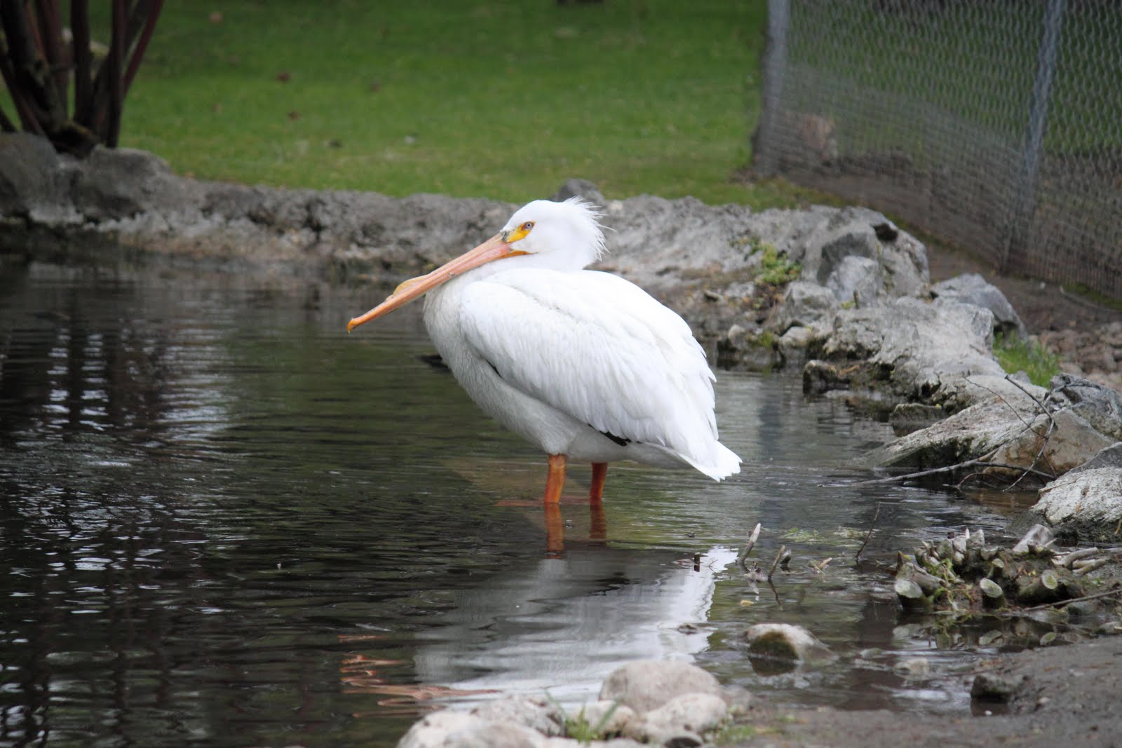 Cute Pelican In Photos Funny And Cute Animals