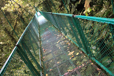 Puente Colgante en Selvatura Park
