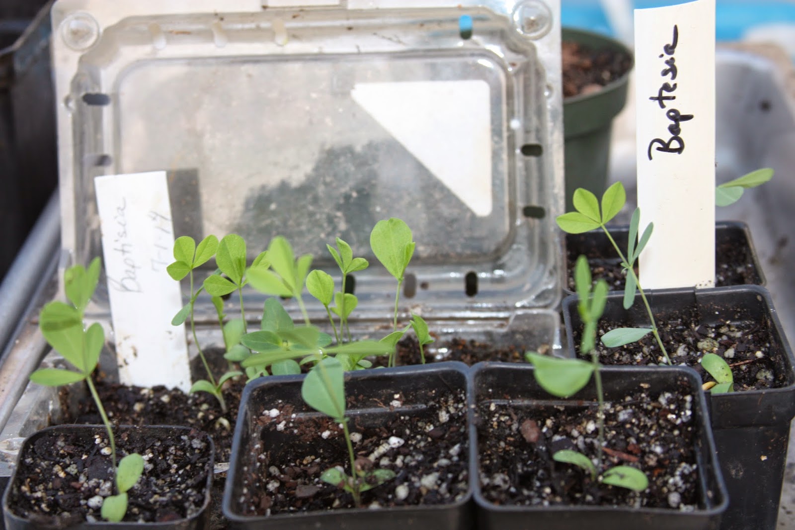 Baptisia australis start seeds of Blue False Indigo Seedlings a