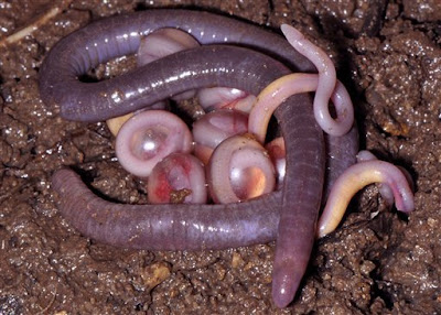 nueva serpiente anfibio descubierta en la india 2012