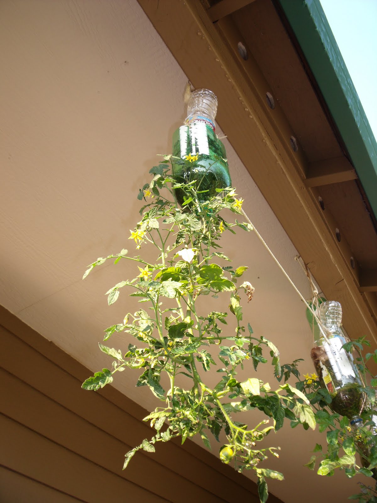 DazedAmazed Homemade Upside Down Tomato Planters