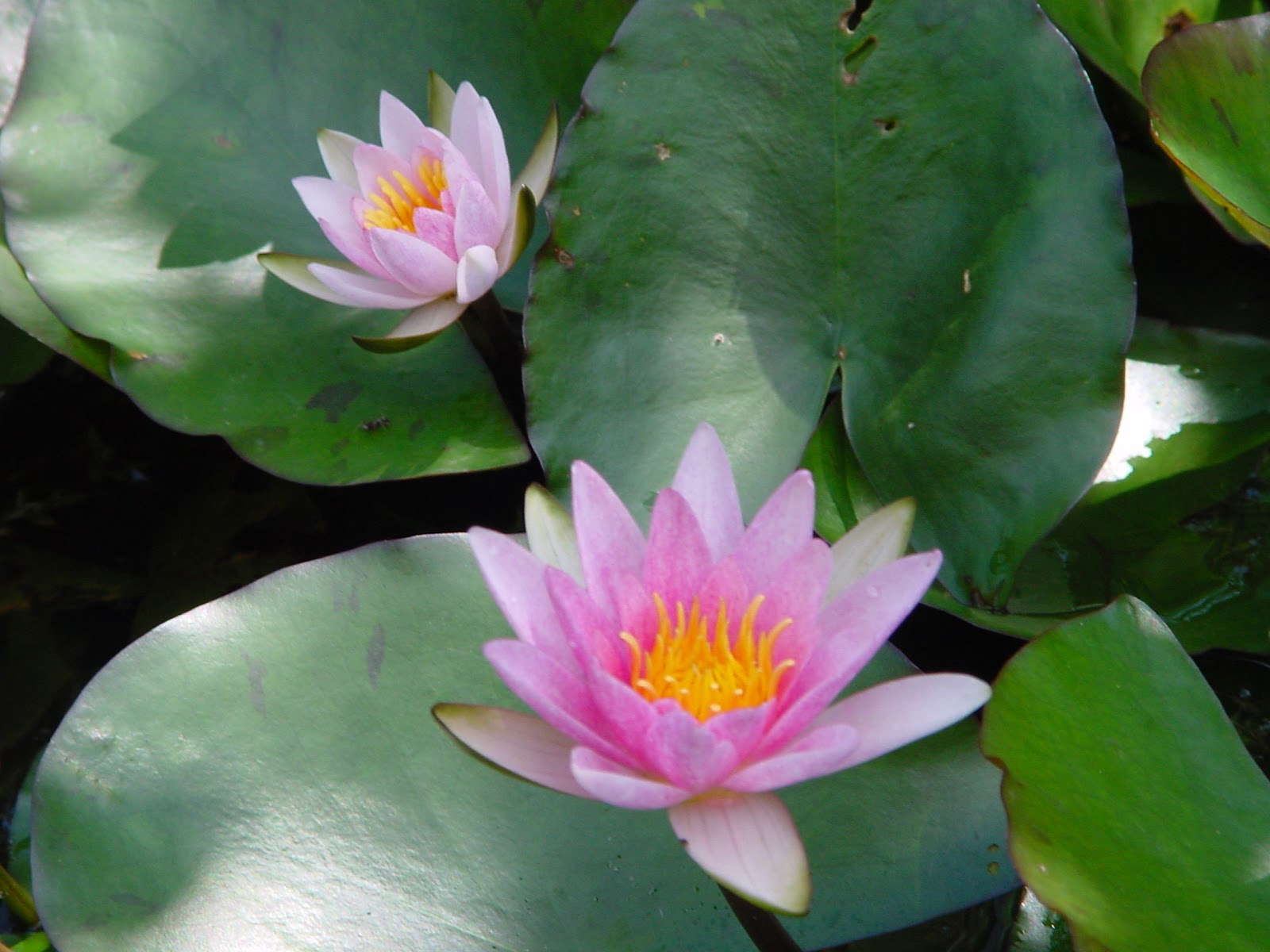 Jardineria Eladio Nonay PLANTAS ACUÁTICAS DE FOLLAJE